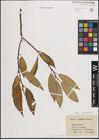 Foto von Salix fragilis L. x Salix pentandra L.